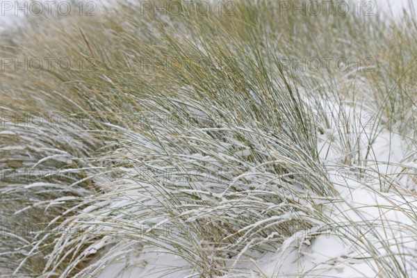 Beach grass (Ammophila arenaria) covered with snow, dune landscape of Norddeich, North Sea, Lower Saxony, Germany