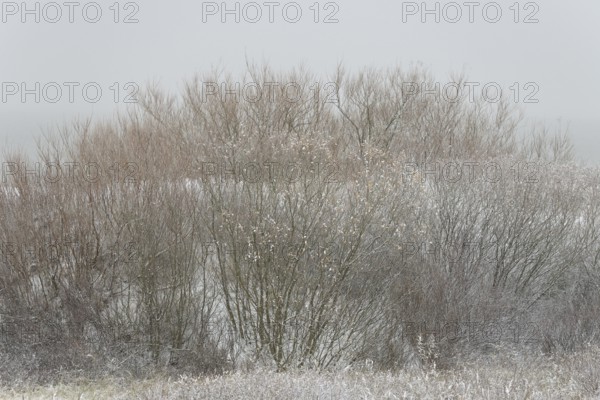 Winter day, onset of winter, snow lies on the bushes in the dune landscape of Norddeich, North Sea, Lower Saxony, Germany