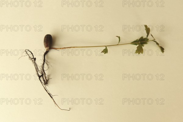 Oak (Quercus) 22cm long oak sapling, oak seedling or oak seedling grows from an acorn, next to fine roots, in front of a light background, Allgäu, Bavaria, Germany, Allgäu, Bavaria, Germany