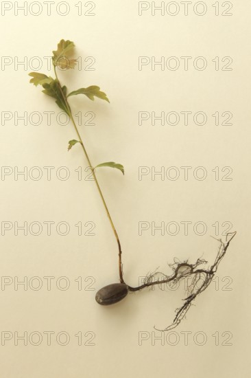 Oak (Quercus) 22cm long oak sapling, oak seedling or oak seedling grows from an acorn, next to fine roots, in front of a light background, Allgäu, Bavaria, Germany, Allgäu, Bavaria, Germany