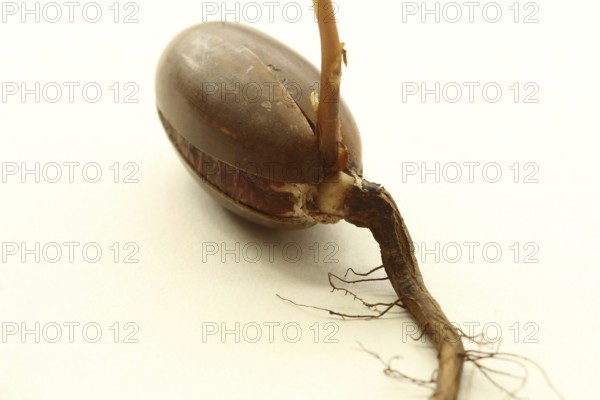 Oak (Quercus) oak sapling, oak seedling or oak seedling growing vertically upwards from an acorn, next to fine roots, against a light background, Allgäu, Bavaria, Germany, Allgäu, Bavaria, Germany
