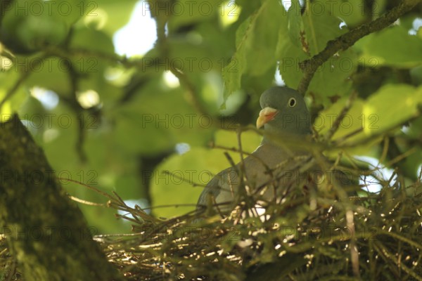 Wood pigeon (Columba palumbus) in a nest in an apple tree, Allgäu, Bavaria, Germany, Allgäu, Bavaria, Germany