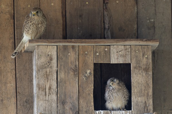 Kestrel (Falco tinnunculus) female and young bird at the incubator, village in Münsterland, North Rhine-Westphalia