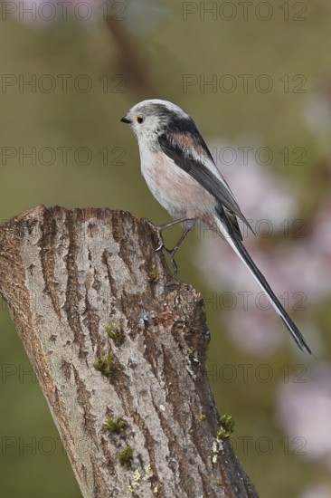 Long-tailed Tit (Aegithalos caudatus), on a tree stump, Wilnsdorf, North Rhine-Westphalia, Germany