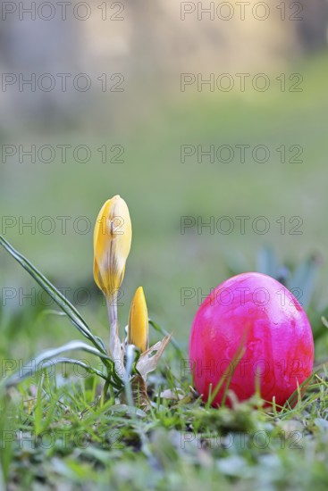 Yellow crocuses (Crocus sp.) on a lawn in the garden next to an Easter egg, Wilnsdorf, North Rhine-Westphalia, Germany