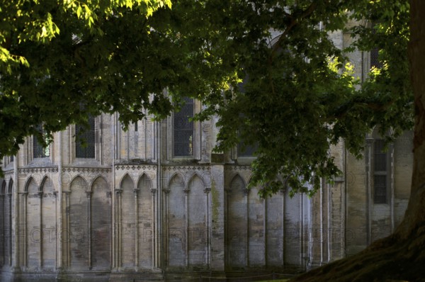 Liberty tree, maple-leaved plane tree Le Platane de la Liberté next to the cathedral Cathédrale Notre-Dame de Bayeux, Bayeux, Normandy, Calvados, France