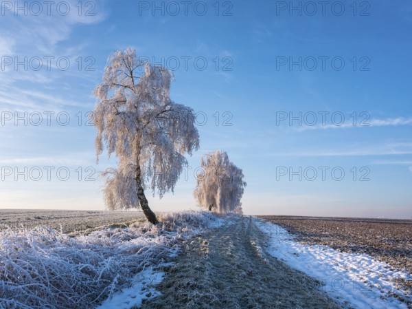 Field landscape in winter, ploughed fields and birch trees covered with hoarfrost, Memleben, Saxony-Anhalt, Germany