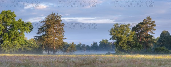 Wildflower meadow in Wörlitz Park with morning mist in the morning light, Garden Kingdom Dessau-Wörlitz, Wörlitz, Saxony-Anhalt, Germany