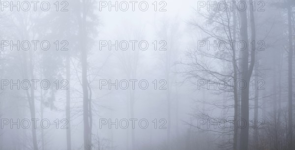 Beech forest in dense fog, Upper Palatinate, Bavaria, Germany