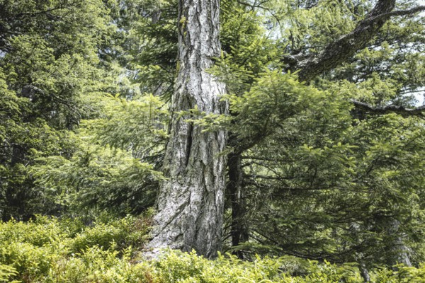 Rauris primeval forest, Rauris, Pinzgau, Salzburg, Austria