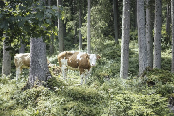 Cows (bovidae), Rauris, Pinzgau, Salzburg, Austria