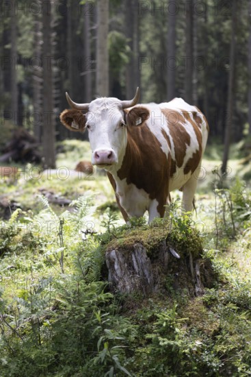 Cow (bovidae), Rauris, Pinzgau, Salzburg, Austria