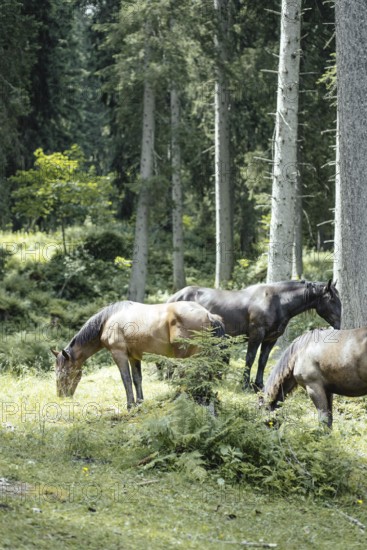 Horses (equus caballus), Rauris, Pinzgau, Salzburg, Austria