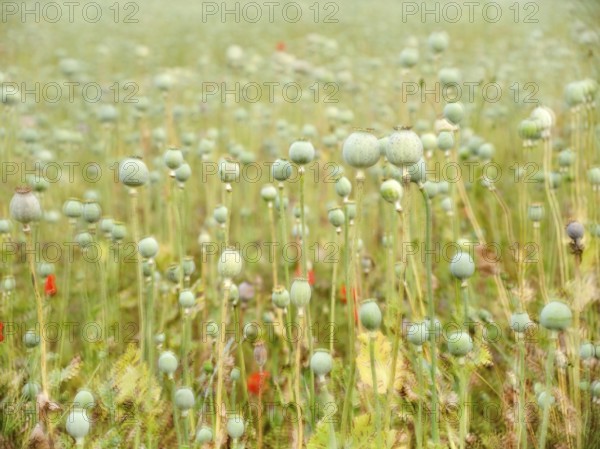 Field with baking poppy, multiple exposure of the capsules, poppy capsule, Saxony-Anhalt, Germany