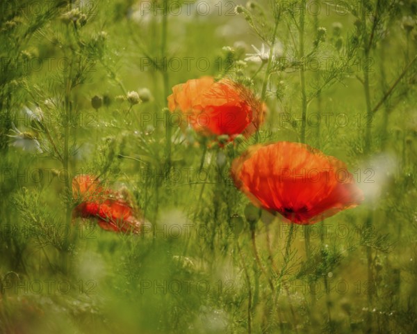 Red poppy (Papaver) blooming in wildflower meadow, poppy, Saxony-Anhalt, Germany