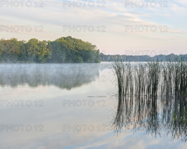Still lake with reeds in the morning light, morning mist rising, Märkische Schweiz nature park Park, Brandenburg, Germany