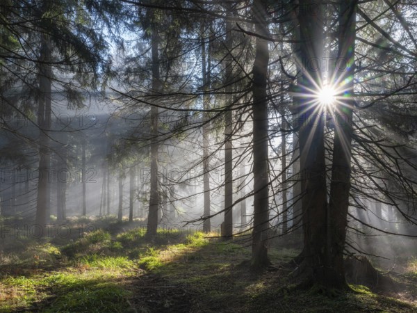 Natural spruce forest with morning fog, sunbeams break through the fog, at the Dreisesselberg, Bavarian Forest, Bavaria, Germany