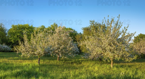 Orchard meadow in spring, green meadow and blossoming apple trees in the evening light, Rhön, Bavaria, Germany