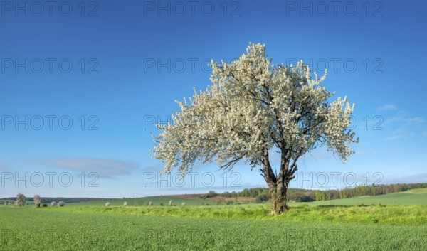 Landscape in spring, green fields and blossoming old large cherry tree, Freyburg, Saxony-Anhalt, Germany