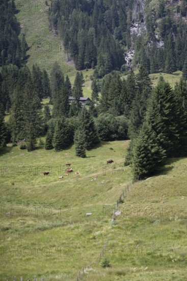 Almweide, Kolb Saigurn, Rauris, Pinzgau, Salzburg, Austria