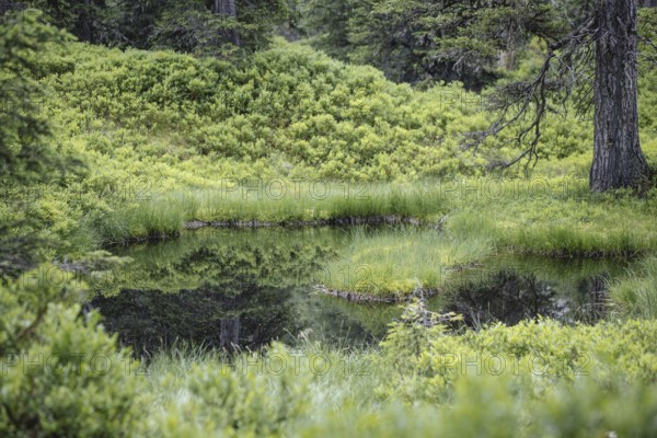 Blackwater pond, Rauris primeval forest, Rauris, Pinzgau, Salzburg, Austria