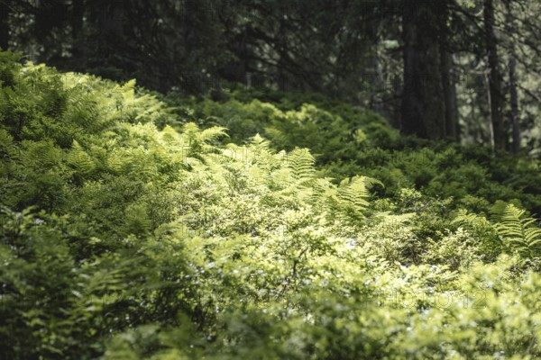Fern (Polypodiopsida), Rauris primeval forest, Rauris, Pinzgau, Salzburg, Austria