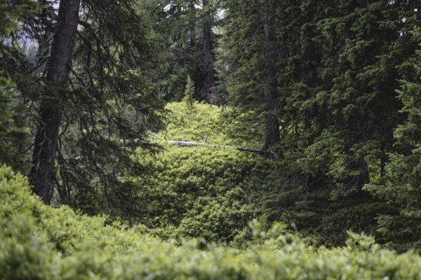 Rauris primeval forest, Rauris, Pinzgau, Salzburg, Austria