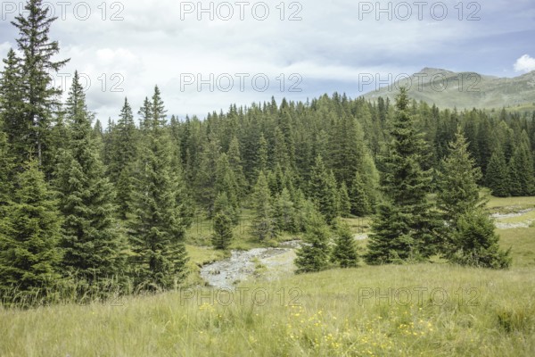 View of Rauris primeval forest from the Durchgang-Alm, Kolm Saigurn, Rauris, Pinzgau, Salzburg, Austria