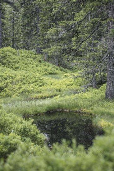 Blackwater pond, Rauris primeval forest, Rauris, Pinzgau, Salzburg, Austria