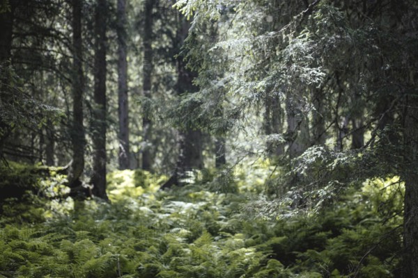 Primeval forest, Rauris primeval forest, Rauris, Pinzgau, Salzburg, Austria
