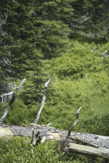 Deadwood, Rauris primeval forest, Rauris, Pinzgau, Salzburg, Austria