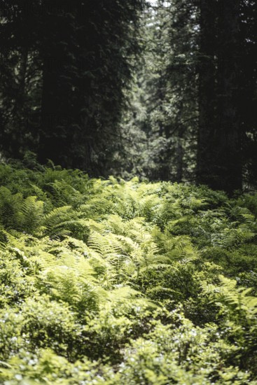 Fern (Polypodiopsida), Rauris primeval forest, Rauris, Pinzgau, Salzburg, Austria
