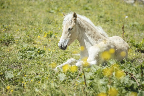 Foal, Rauris, Pinzgau, Salzburg, Austria