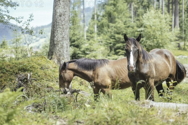 Horses (equus caballus), Rauris, Pinzgau, Salzburg, Austria