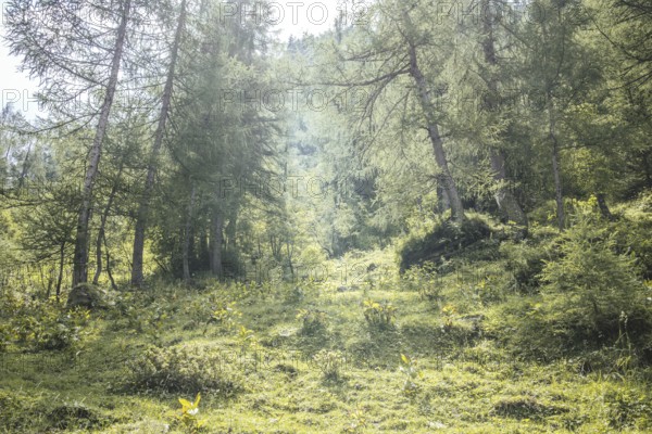 Wald im Krumltal, Rauris, Pinzgau, Salzburg, Austria