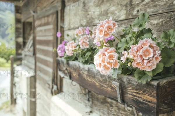 Geraniums on an old farm, Rauris, Pinzgau, Salzburg, Austria