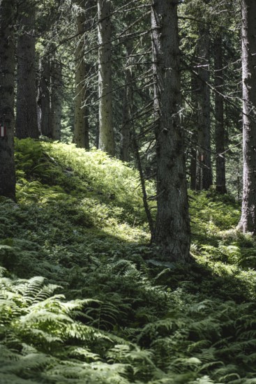 Rauris primeval forest, Rauris, Pinzgau, Salzburg, Austria