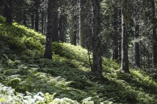 Rauris primeval forest, Rauris, Pinzgau, Salzburg, Austria
