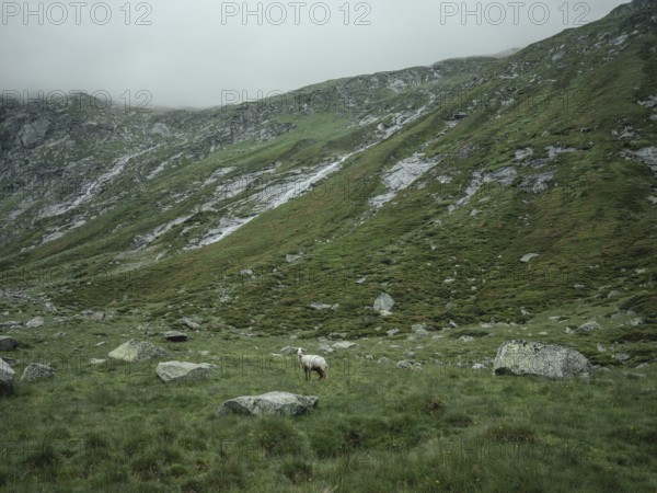 Sheep (Avis) on a pasture in Windbachtal, Krimmler Tauern, Pinzgau, Salzburg, Austria