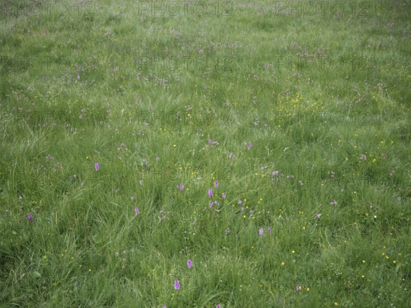 Alpine meadow, Windbachtal, Krimmler Tauern, Pinzgau, Salzburg, Austria