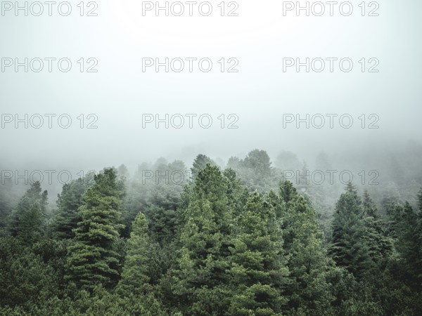 Forest in the morning mist, Krimmler Tauern, Pinzgau, Salzburg, Austria