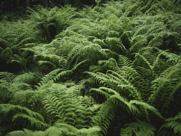 Fern, Krimmler Tauern, Pinzgau, Salzburg, Austria