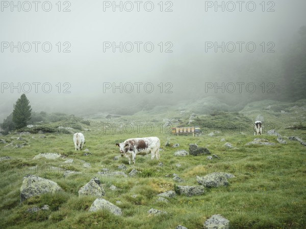 Cows and beehive, Krimmler Tauern, Pinzgau, Salzburg, Austria