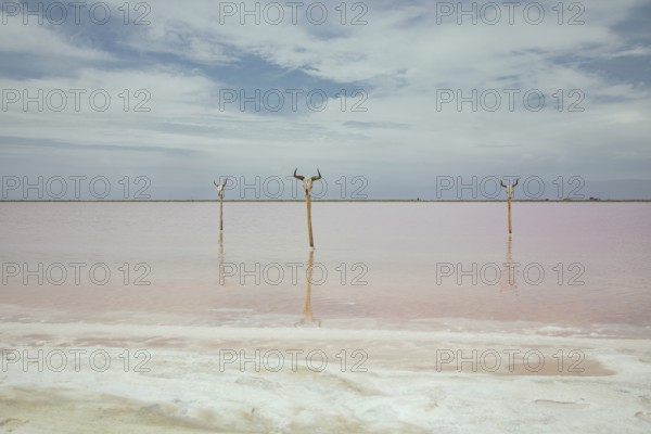 Bull's heads on stakes, saltworks, Salin-de-Giraud, Bouches-du-Rhône, Arles, France