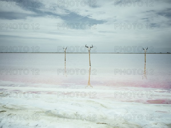 Bull's heads on stakes, saltworks, Salin-de-Giraud, Bouches-du-Rhône, Arles, France