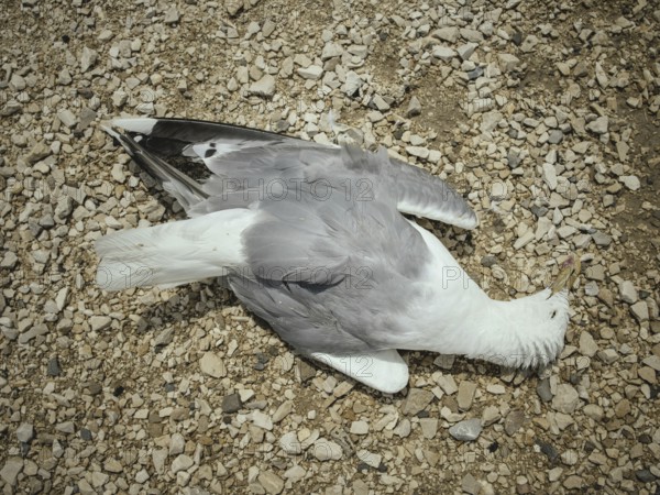 Dead seagull, saltworks, Salin-de-Giraud, Bouches-du-Rhône, Arles, France
