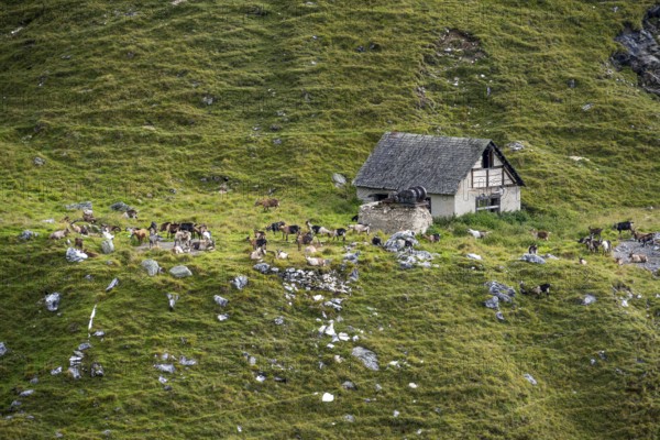 Alpine meadow with stable and herd of goats, Lazzacher Tal, Seven Lakes Hike, Stubai Alps, near Ridnaun, South Tyrol, Italy