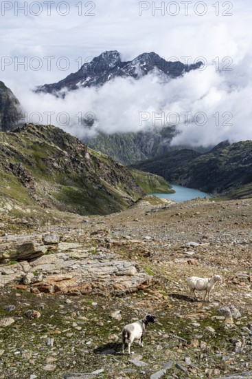 Sheep in barren mountain landscape, view of cloud-covered mountains and light blue mountain lake Trüber See, Seven Lakes Hike, Stubai Alps, near Ridnaun, South Tyrol, Italy