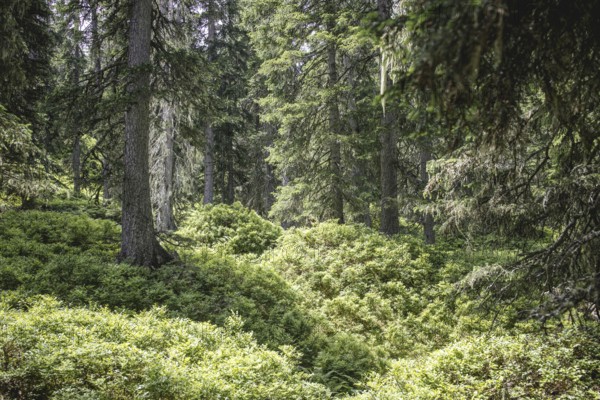 Fern ground (Polypodiopsida), Rauris primeval forest, Kolm Saigurn, Pinzgau, Salzburg, Austria