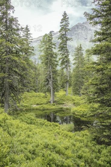 Blackwater pond, Rauris primeval forest, Kolm Saigurn, Pinzgau, Salzburg, Austria